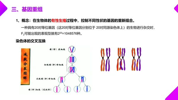 基因突变和基因重组初高中生物PPT课件