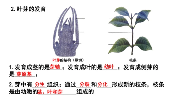 人教版七年级生物上册第三单元第一与二章复习课件(共21张PPT)