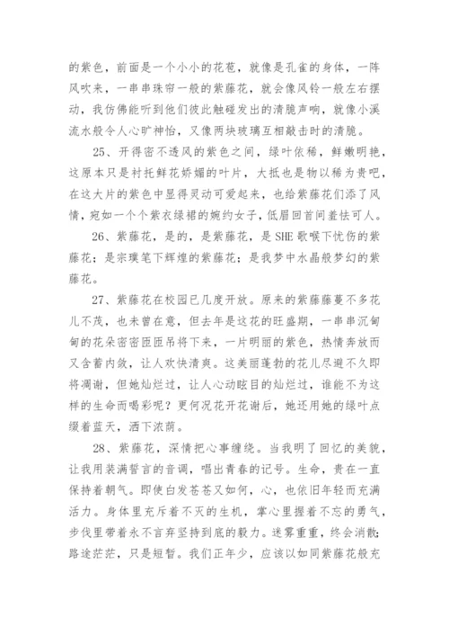描写紫藤花的句子.docx