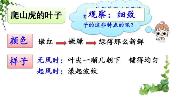 10 爬山虎的脚  课件