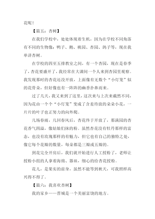 关于杏树的作文300字.docx
