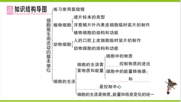 【掌控课堂-创优作业】人教版生物七(上)第二单元 第一章 细胞是生命活动的基本单位 总结训练 (课件