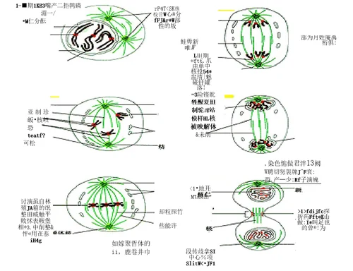 小鼠骨髓细胞染色体制备与观察