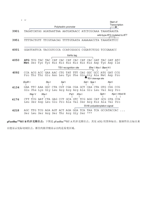 Bactobac表达系统中文版专项说明书.docx