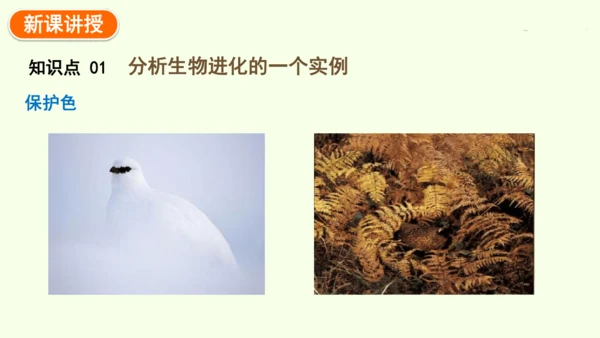 7.3.3生物进化的原因-八年级生物人教版下学期同步精品课件(共44张PPT)