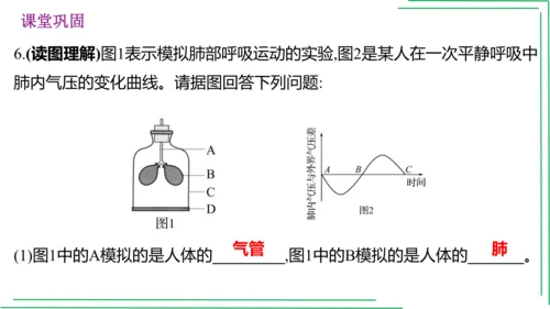 七年级下册 第三章 人体的呼吸【2023春人教七下生物期中期末复习课件】(共28张PPT)