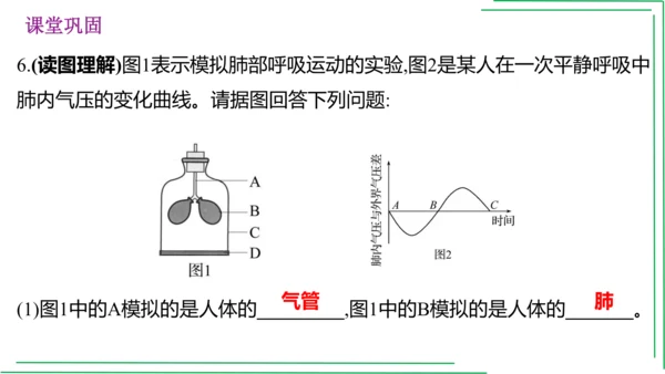 七年级下册 第三章 人体的呼吸【2023春人教七下生物期中期末复习课件】(共28张PPT)