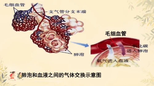 初中生物学人教版（新课程标准）七年级下册4.4.2 血流的管道──血管