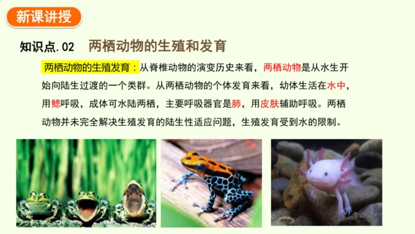 7.1.3两栖动物的生殖和发育-八年级生物人教版下学期同步精品课件(共31张PPT)