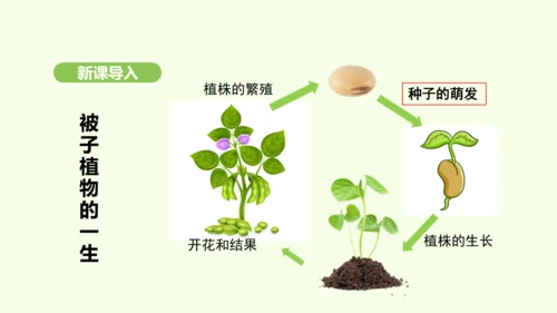 第三单元-第一章-第一节-种子的萌发课件-2024-2025学年七年级生物下学期人教版(2024)(