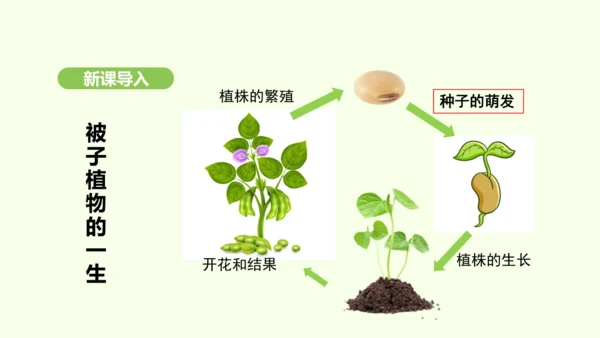第三单元-第一章-第一节-种子的萌发课件-2024-2025学年七年级生物下学期人教版(2024)(