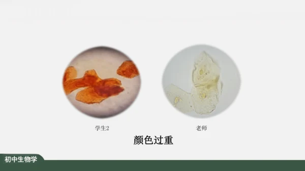 2.1.3 动物细胞 课件（共32张PPT）