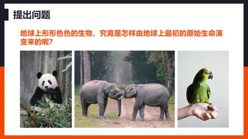 生命起源和生物进化企鹅通用PPT模板