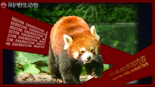 生态野生动物大熊猫保护宣传通用PPT模板