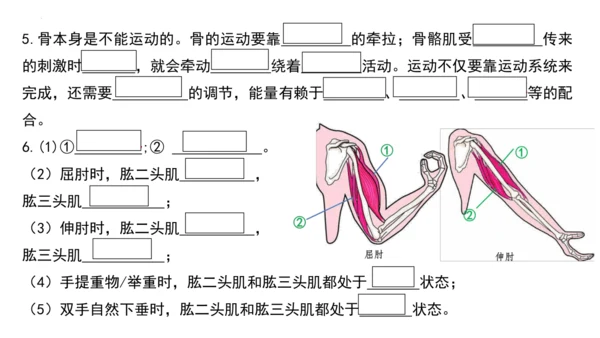 人教版生物八年级上册期末考试知识点汇总（课件）(共28张PPT)