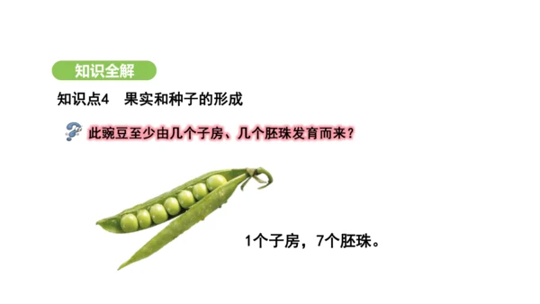 第三单元-第一章-第三节-开花和结果课件-2024-2025学年七年级生物下学期人教版(2024)(
