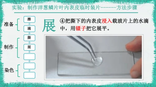 人教版（2024）七年级上册1.2.2 植物细胞 课件(共19张PPT)