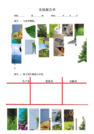 有趣的食物链报告单