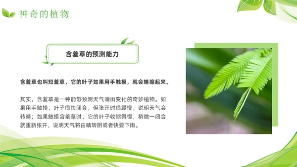 植物介绍简约绿色树叶花卉线条知识科普