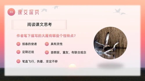 粉色简约八年级语文下册大雁归来PPT模板宣传PPT动态PP