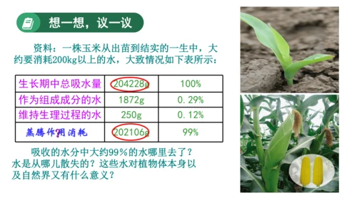 3.3 绿色植物与生物圈的水循环（课件）七年级生物上学期（人教版）(共25张PPT)