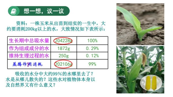 3.3 绿色植物与生物圈的水循环（课件）七年级生物上学期（人教版）(共25张PPT)