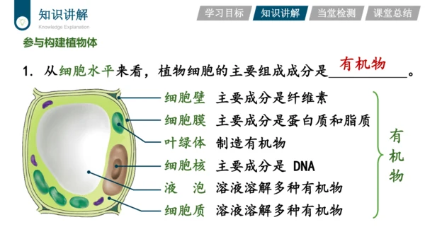 3.3.4  绿色植物是生物圈中有机物的制造者  课件-2023-2024学年人教版生物七年级上册(