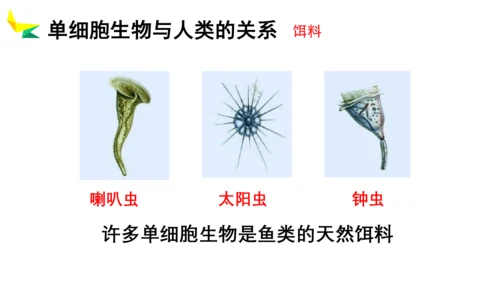 2.2.4 单细胞生物-2023-2024学年七年级生物上册优质教学课件（人教版）(共20张PPT)