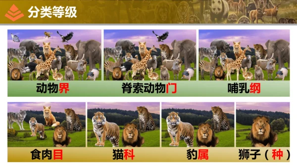 人教版生物七年级上册2.4.2《从种到界》（教学课件）(共16张PPT)