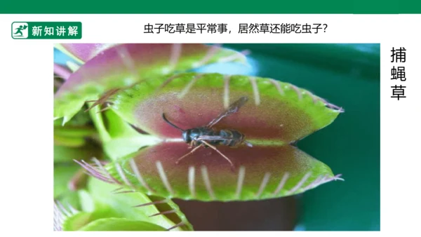 第二课《吃虫草》课件