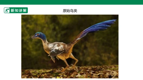 第十九课《我喜欢的鸟》课件