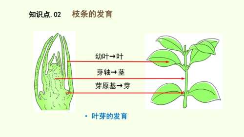 3.1.2植株的生长-七年级生物下学期同步精品课件（2024人教版）(共26张PPT)