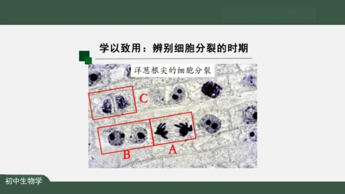 2.2.1 细胞通过分裂产生新细胞 课件（共22张PPT）