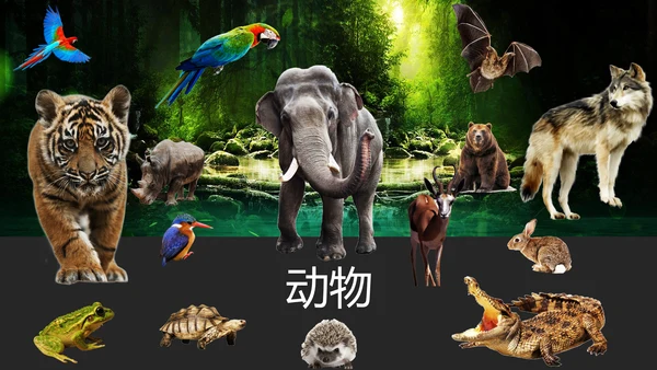 保护野生动物老虎PPT模板