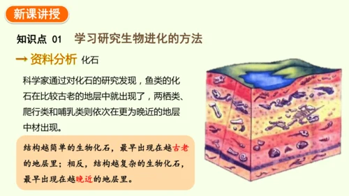 7.3.2生物进化的历程-八年级生物人教版下学期同步精品课件(共34张PPT)