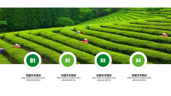 清新茶文化采茶茶道茶艺茶文化PPT模板