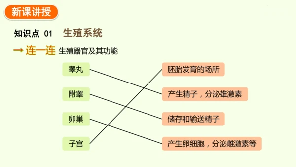 4.1.1人的生殖-七年级生物下学期同步精品课件（2024人教版）(共24张PPT)