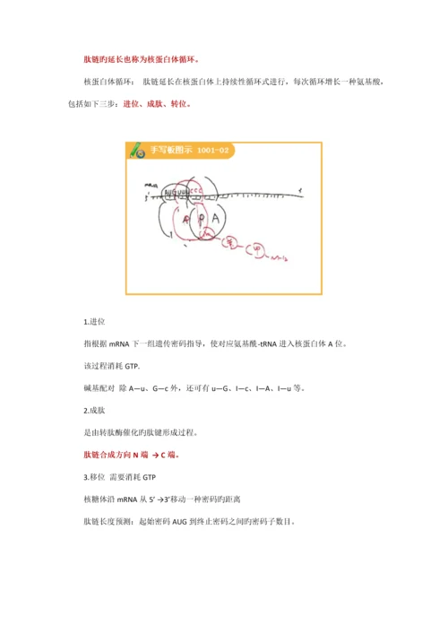 2023年执业医师最新最全考点解析系列生物化学部分第十节蛋白质生物合成.docx