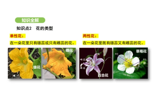 第三单元-第一章-第三节-开花和结果课件-2024-2025学年七年级生物下学期人教版(2024)(