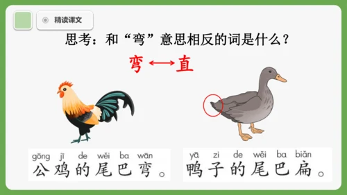 8《比尾巴》课件