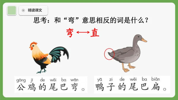 8《比尾巴》课件