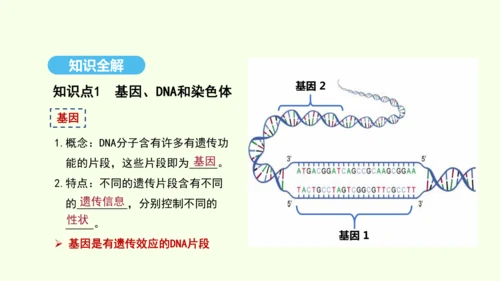 7.2.2基因在亲子代间的传递课件-人教版生物八年级下册(共29张PPT)