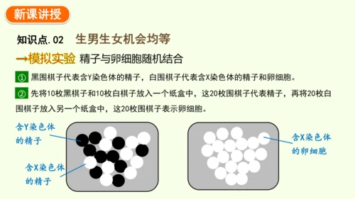 7.2.4人的性别遗传-八年级生物人教版下学期同步精品课件(共28张PPT)