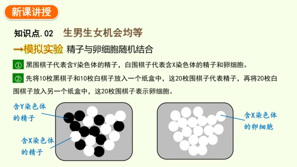 7.2.4人的性别遗传-八年级生物人教版下学期同步精品课件(共28张PPT)