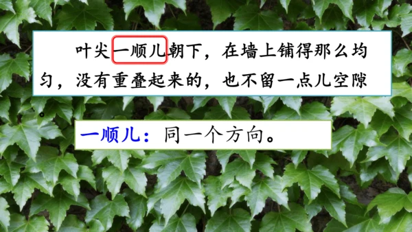 10 爬山虎的脚  课件