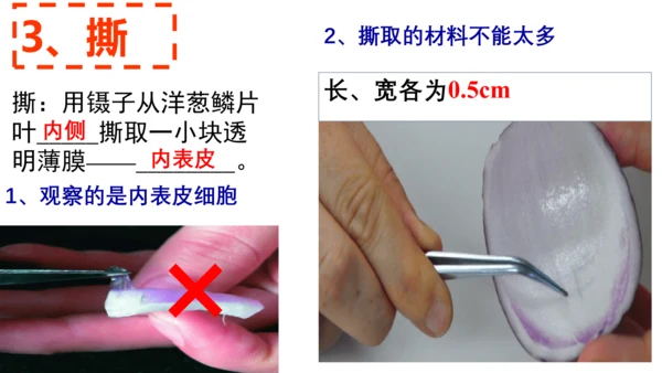 2.1.2 植物细胞（同步课件）-2023-2024学年七年级生物上册同步精品课堂（人教版）(共28