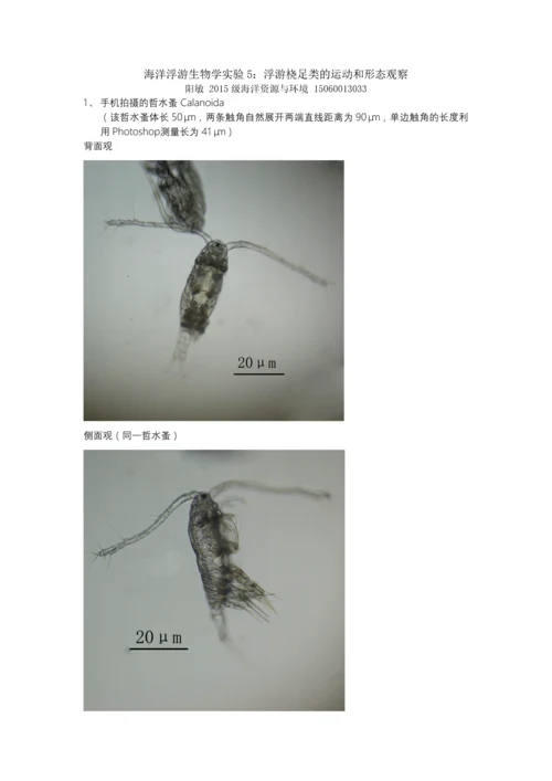 海浮游第五次实验—阳敏.docx