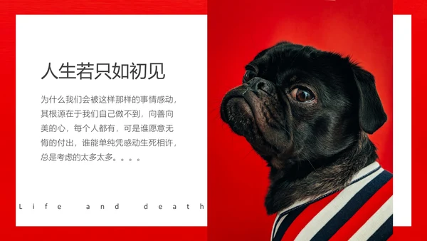 丑萌的小狗狗宠物通用PPT模板