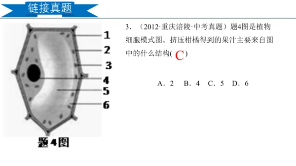 2.1.2 植物细胞（同步课件）-2023-2024学年七年级生物上册同步精品课堂（人教版）(共28