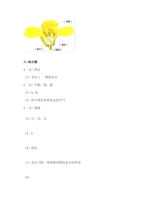 科学四年级下册第一单元植物的生长变化测试卷（含答案）.docx